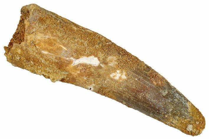 Real Fossil Spinosaurus Tooth - Huge Dinosaur Tooth #272447